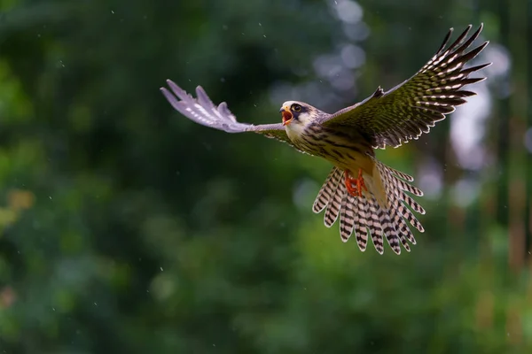 Falco Dalle Zampe Rosse Falco Vespertinus Falco Dalle Zampe Rosse — Foto Stock