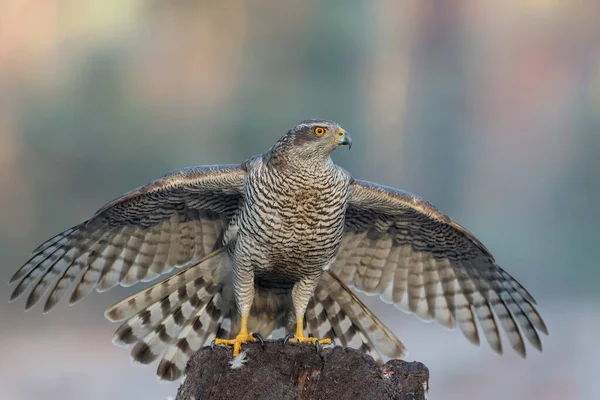 Northern Goshawk Accipiter Gentilis Zoek Naar Voedsel Het Noord Brabantse — Stockfoto