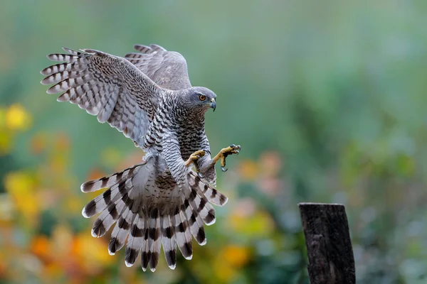 Kuzey Şahini (accipiter gentilis) Hollanda 'daki Noord Brabant ormanında yiyecek arıyor.