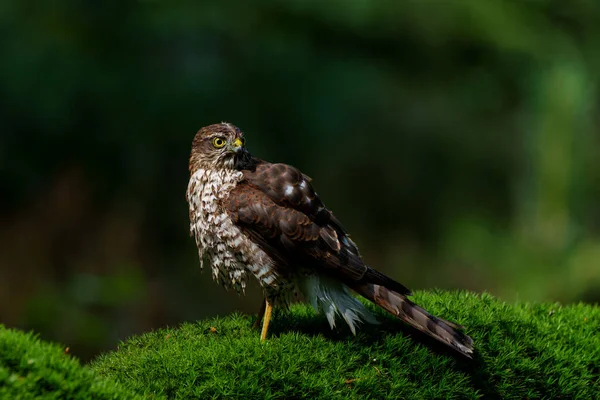 Pardal Eurasiano Falcão Accipiter Nisus Tomando Banho Floresta Holanda — Fotografia de Stock