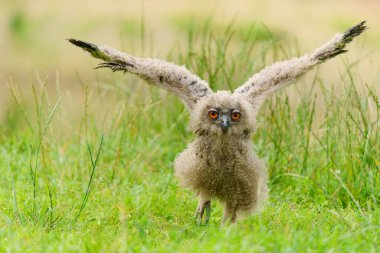 Şirin Avrupa Kartal Baykuşu (Bubo bubo) Hollanda 'nın Gelderland kentindeki bir çayırda ilk adımlarını atıyor..                       