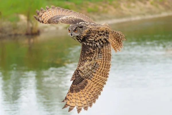 Búho Águila Europea Bubo Bubo Sobrevolando Lago Güeldres Países Bajos —  Fotos de Stock