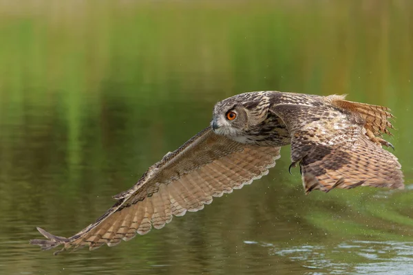 欧洲鹰猫头鹰 Bubo Bubo 飞越荷兰Gelderland的一个湖面 — 图库照片