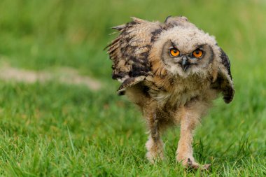 Şirin Avrupa Kartal Baykuşu (Bubo bubo) Hollanda 'nın Gelderland kentindeki bir çayırda ilk adımlarını atıyor..                       
