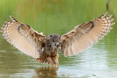 Hollanda 'nın Gelderland kentindeki bir gölün üzerinde uçan Avrupa Kartal Baykuşu (Bubo bubo).                               