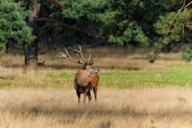 Hollanda 'daki Ulusal Park Hoge Veluwe ormanında çiftleşme mevsiminin başında dişileri etkilemeye çalışan kızıl geyik (Cervus elaphus).                                                   