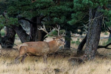 Hollanda 'daki Ulusal Park Hoge Veluwe ormanında çiftleşme mevsiminin başında dişileri etkilemeye çalışan kızıl geyik (Cervus elaphus).                                                   