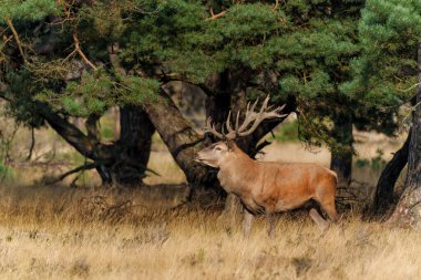 Hollanda 'daki Ulusal Park Hoge Veluwe ormanında çiftleşme mevsiminin başında dişileri etkilemeye çalışan kızıl geyik (Cervus elaphus).                                                   