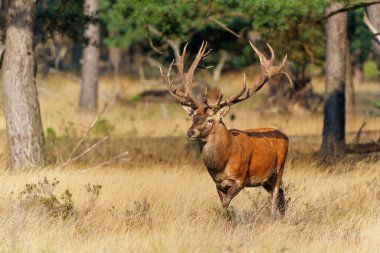 Hollanda 'daki Ulusal Park Hoge Veluwe ormanında çiftleşme mevsiminin başında dişileri etkilemeye çalışan kızıl geyik (Cervus elaphus).                                                   