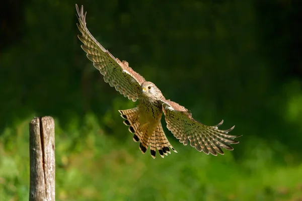 Common Kestrel Falco Innunculus Flying Meadows Netherlands — Stock Photo, Image