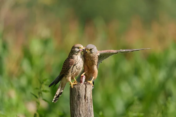 Vanlig Kestrel Falco Innunculus Par Sitter Stolpe Ängarna Nederländerna — Stockfoto