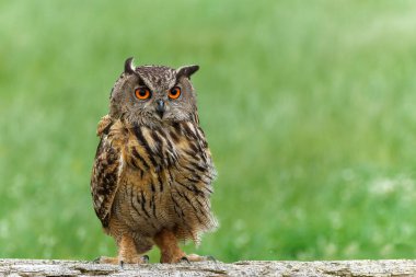 Hollanda 'nın Gelderland şehrinde oturan ve yiyecek arayan Avrasya Kartalı Baykuşu (Bubo bubo)                          