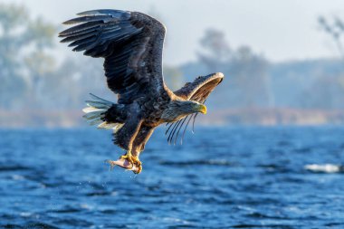 Beyaz Kuyruklu Kartal (Haliaeetus albicilla), Avrasya deniz kartalı ve beyaz kuyruklu deniz kartalı olarak da bilinir. Kartal, Polonya, Avrupa 'daki Oder nehrinin deltasında balık tutuyor..