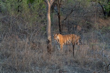 Tiger, Bengal Tiger (Panthera tigris Tigris), Hindistan 'daki Bandhavgarh Ulusal Parkı' nda takılıyor.