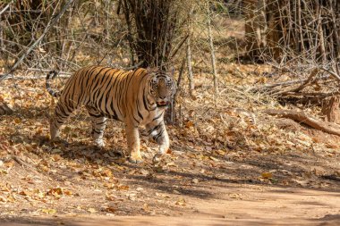 Tiger, Bengal Tiger (Panthera tigris Tigris), Hindistan 'daki Bandhavgarh Ulusal Parkı' nda takılıyor.