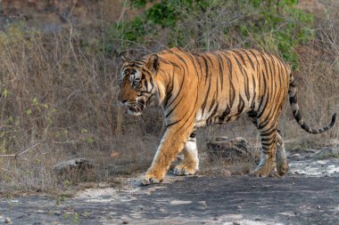 Tiger, Bengal Tiger (Panthera tigris Tigris), Hindistan 'daki Bandhavgarh Ulusal Parkı' nda takılıyor.