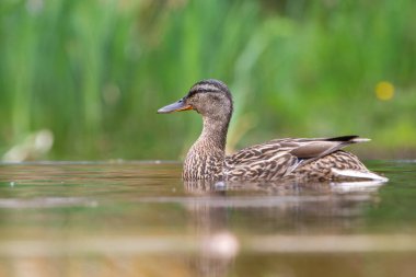 Hollanda 'da bir gölette yıkanan ve içen dişi ördek (Anas platyrhynchos)