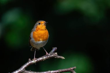 European Robin (Erithacus rubecula) searching for food in the forest of the Netherlands.
