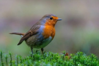 European Robin (Erithacus rubecula) searching for food in the forest of the Netherlands.