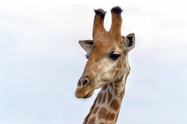 South African Giraffe (Giraffa giraffa giraffa) or Cape giraffe searching for water and food in Madikwe Game Reserve in South Africa