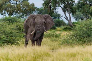 Elephant walking and feeding on the plains in the Okavango Delta in Botswana.