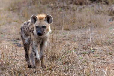 Benekli sırtlan (Crocuta crocuta), Güney Afrika 'daki Kruger Ulusal Parkı' nda gezinen, gülen sırtlan olarak da bilinir.