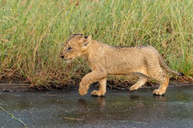 Yağmurda aslan yavruları. Bu genç aslan yavruları Güney Afrika 'daki Kruger Ulusal Parkı' nda anneleriyle birlikte yürüyorlar.