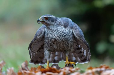 Kuzey Şahini (accipiter gentilis) Hollanda 'nın Noord Brabant ormanındaki bir akbabaya karşı yiyeceğini koruyor.