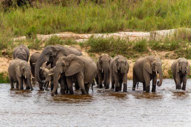 Fil sürüsü Güney Afrika 'daki Kruger Ulusal Parkı' nda yiyecek ve su arıyor.