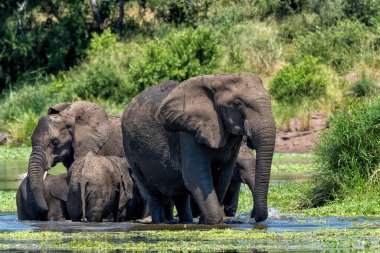 Fil sürüsü Güney Afrika 'daki Kruger Ulusal Parkı' nda yiyecek ve su arıyor.