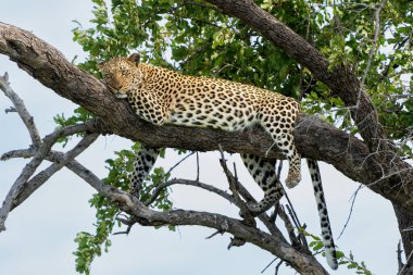 Leopar (Panthera Pardus) Botsvana 'daki Tuli Bloğundaki Mashatu Oyun Rezervinde dinleniyor