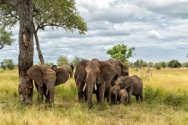 Fil sürüsü Güney Afrika 'daki Kruger Ulusal Parkı' nda yiyecek ve su arıyor.