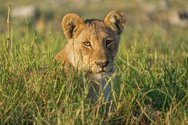Aslan (Panthera leo) Namibya 'daki Etosha Milli Parkı' nda su ve yiyecek arıyor