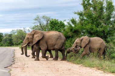 Fil sürüsü Güney Afrika 'daki Kruger Ulusal Parkı' nda yiyecek ve su arıyor.
