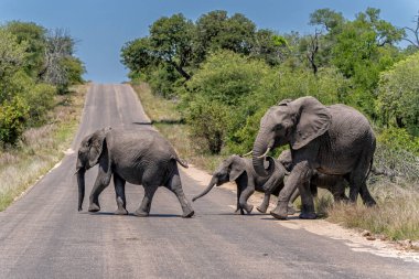 Fil sürüsü Güney Afrika 'daki Kruger Ulusal Parkı' nda yiyecek ve su arıyor.