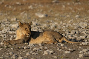 Aslan (Panthera leo) Namibya 'daki Etosha Milli Parkı' nda su ve yiyecek arıyor