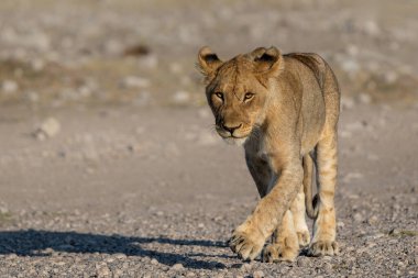 Aslan (Panthera leo) Namibya 'daki Etosha Milli Parkı' nda su ve yiyecek arıyor