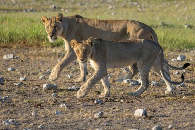 Aslan (Panthera leo) Namibya 'daki Etosha Milli Parkı' nda su ve yiyecek arıyor