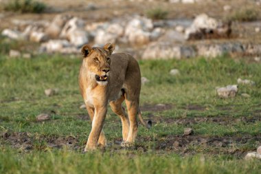 Aslan (Panthera leo) Namibya 'daki Etosha Milli Parkı' nda su ve yiyecek arıyor