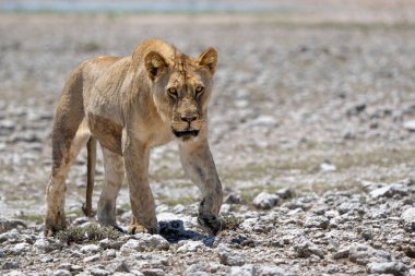 Aslan (Panthera leo) Namibya 'daki Etosha Milli Parkı' nda su ve yiyecek arıyor
