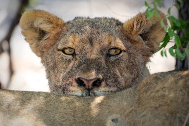 Aslan (Panthera leo) Namibya 'daki Etosha Milli Parkı' nda su ve yiyecek arıyor