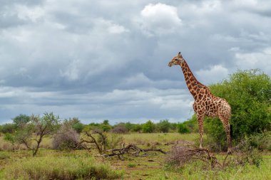Güney Afrika zürafası (zürafa zürafa zürafa) veya Güney Afrika 'daki Kruger Ulusal Parkı' nda su ve yiyecek arayan Cape zürafası