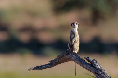 Meerkat (Suricata suricatta), Güney Afrika 'daki Kgalagadi Transfrontier Parkı' ndaki Kalahari 'de tehlike ve yiyecek arayışı olarak da bilinir.