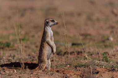 Meerkat (Suricata suricatta), Güney Afrika 'daki Kgalagadi Transfrontier Parkı' ndaki Kalahari 'de tehlike ve yiyecek arayışı olarak da bilinir.