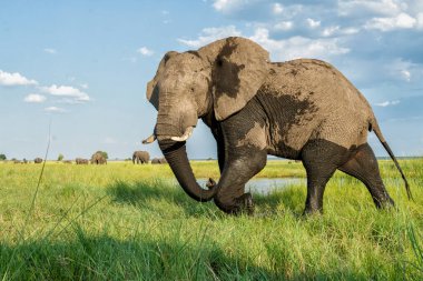 Tekneden inen bir boğa fili ile yakın temas. Afrika fili yeşil mevsimde Botswana ve Namibya arasındaki Chobe Nehri 'nde baskın davranışlar sergiliyor..