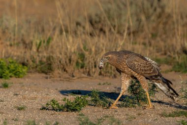 Güney Afrika 'daki Kgalagasi Sınır Aşan Parkı' nda fare ve yılan avlayan genç soluk tenli kara Şahin (melienax canorus)