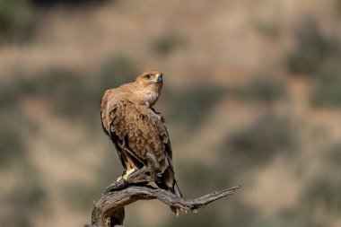 Tawny Eagle (Aquila rapax) Güney Afrika 'daki Kgalagadi Transfrontier Parkı' na bakıyor