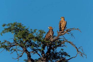 Tawny Eagle (Aquila rapax) Güney Afrika 'daki Kgalagadi Transfrontier Parkı' na bakıyor