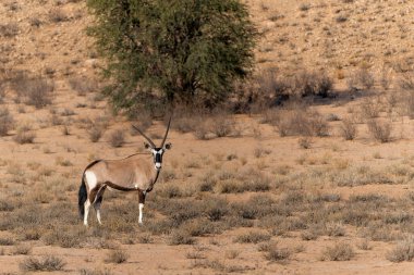Afrika antilobu, Afrika antilobu veya Kalahari Çölü 'nde bulunan Oryx ceylanı. Bu antilop Güney Afrika 'daki Kgalagadi Transfrontier Parkı' nın kırmızı kumullarında ve kuru nehir yataklarında su ve yiyecek arıyor.
