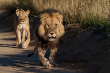 Aslan (Panthera leo) ünlü siyah yeleli Kalahari erkeği ile aşk çifti.. Bu aslanlar, Kalahari Çölü 'nün bir parçası olan Güney Afrika' daki Kgalagadi Sınır Aşan Parkı 'nın kumlarında dolaşıyorlar..